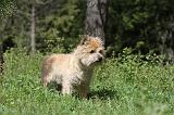 CAIRN TERRIER 147